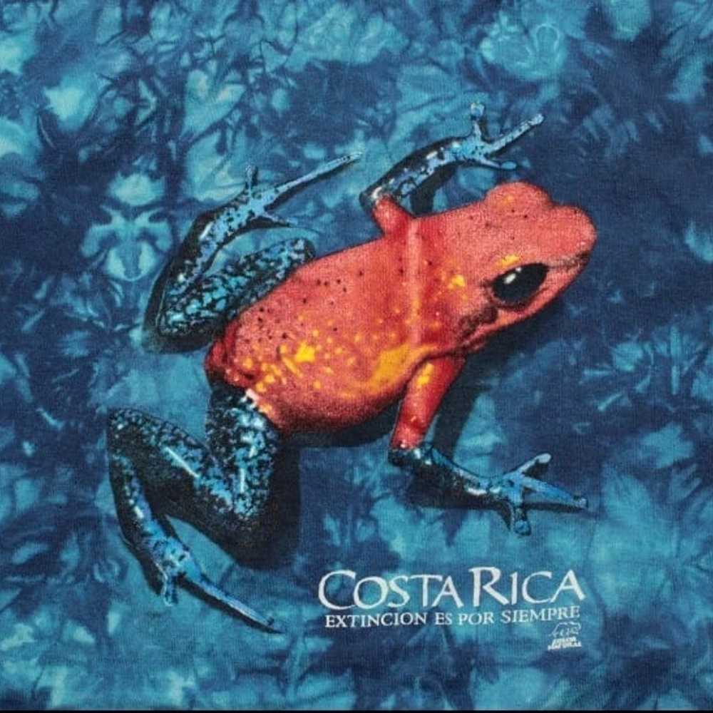 Vintage Color Natural Rainforest Costa Rica Frog … - image 3