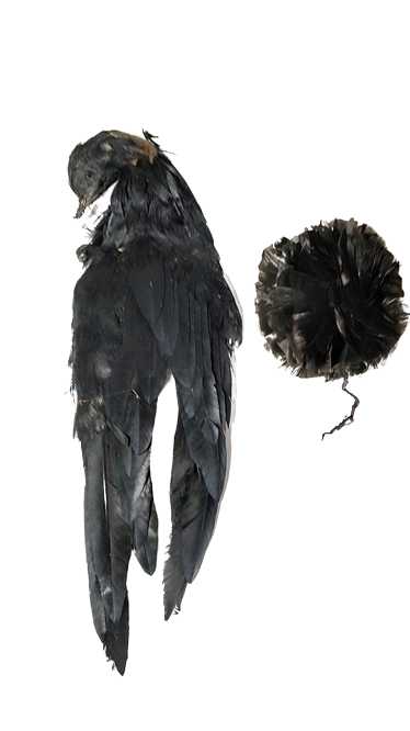 Antique Victorian Black Feather Bird Wing And Feat