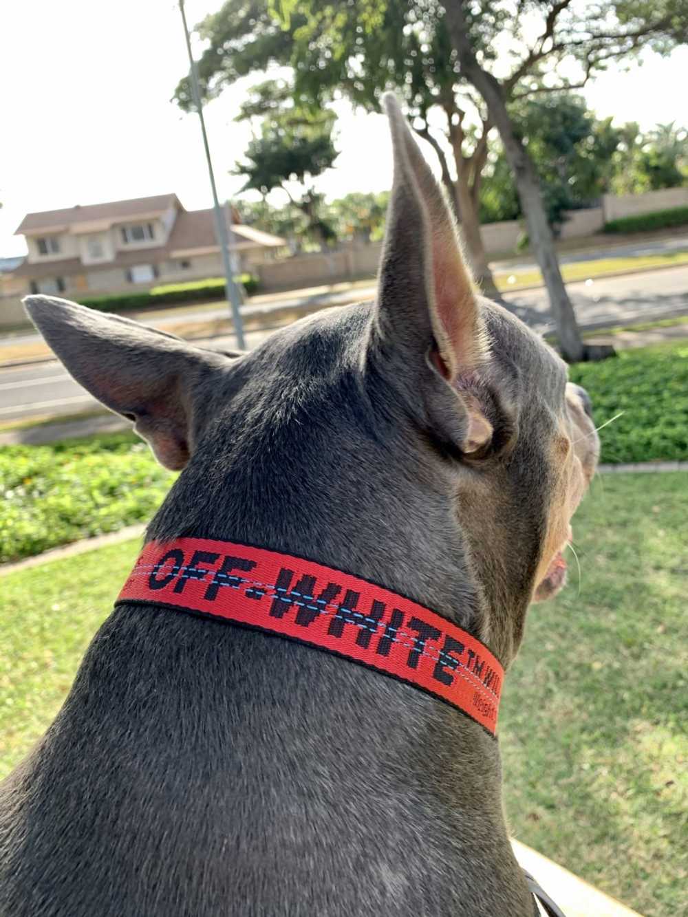 Custom Off-White Dog collar - image 3