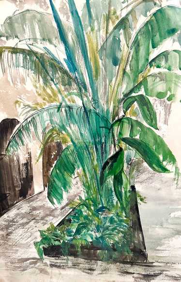 Courtyard Palm Watercolor / 1964