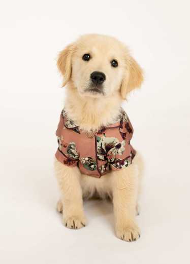 Joyfolie Ruby Pet Pjs in Pink Floral - image 1