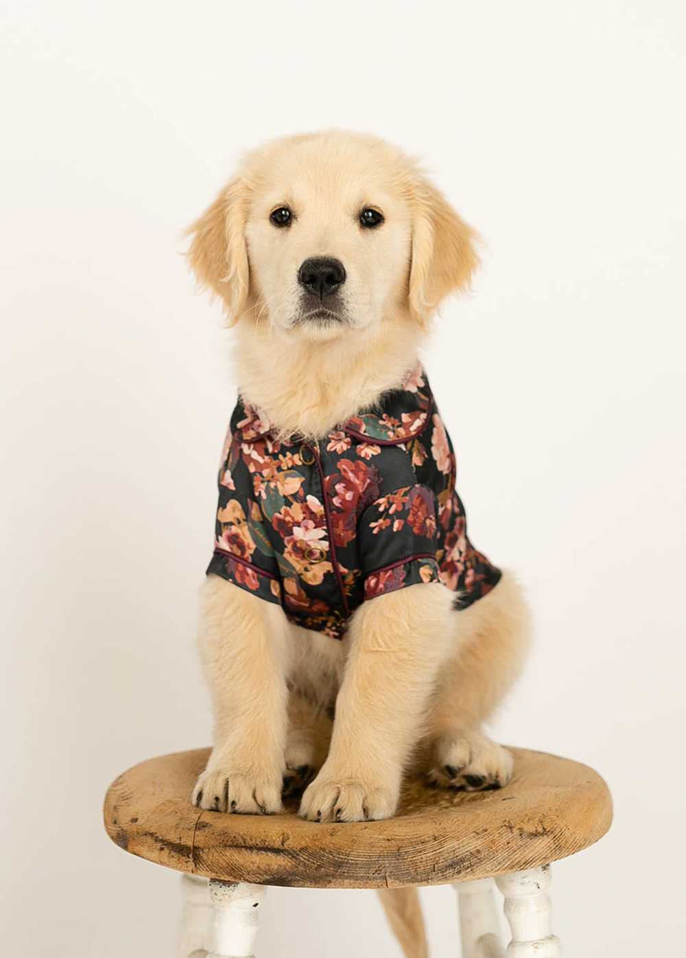 Joyfolie Ruby Pet Pjs in Off Black Floral - image 1