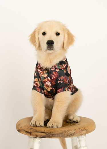 Joyfolie Ruby Pet Pjs in Off Black Floral - image 1