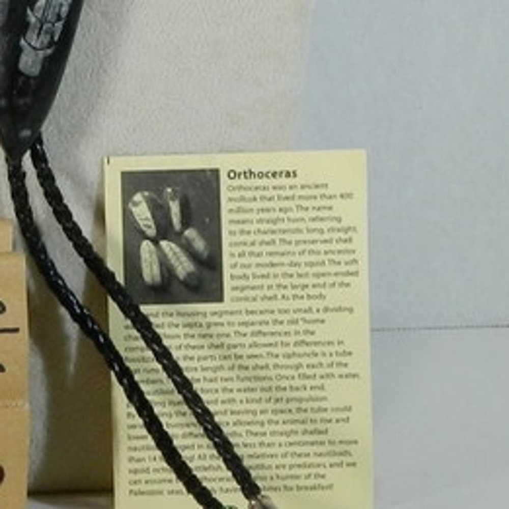 Vintage Orthoceras bolo tie - image 2