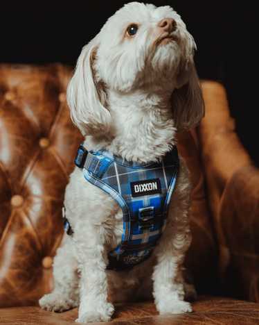 dixxon Mesh Dog Harness - Aruba