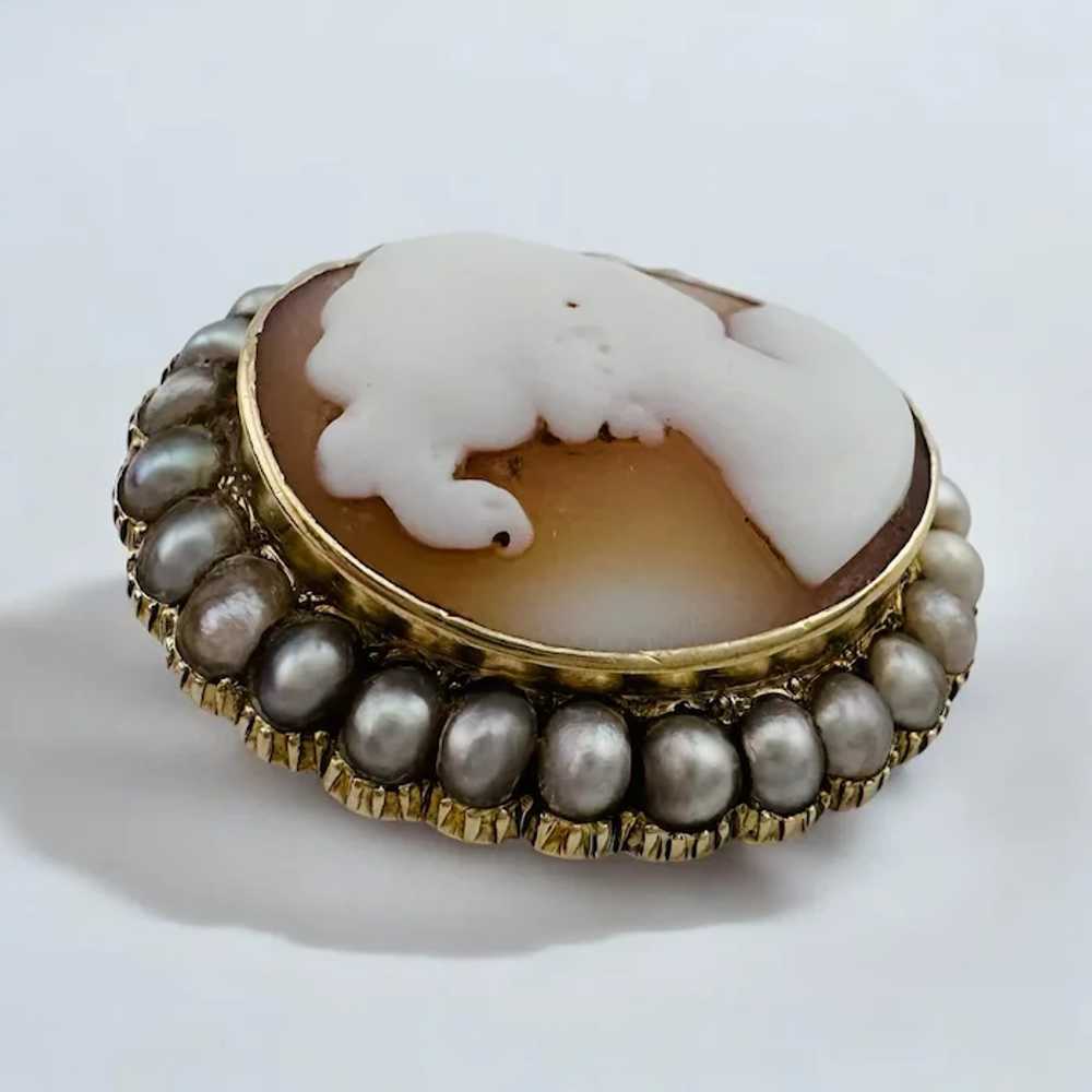 Georgian Conch Shell Cameo 15ct Yellow Gold with … - image 3