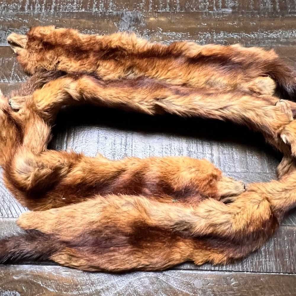 Vintage 50s Mink Fur Wrap Stole-with 4 Full Body … - image 2