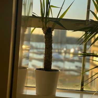 Mini Palm Tree