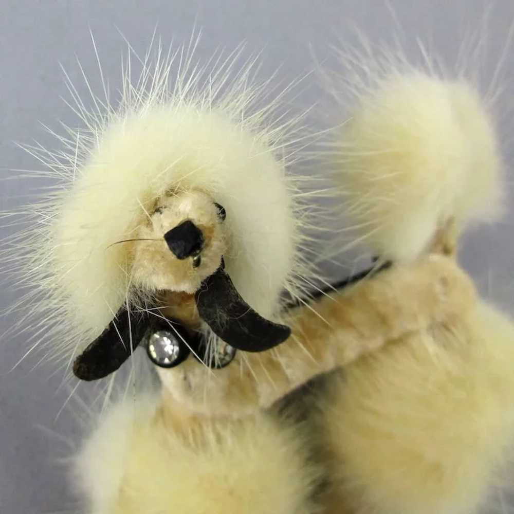 Mink hotsell toy poodles