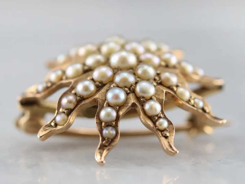Antique Seed Pearl Starburst Brooch, Victorian Go… - image 5