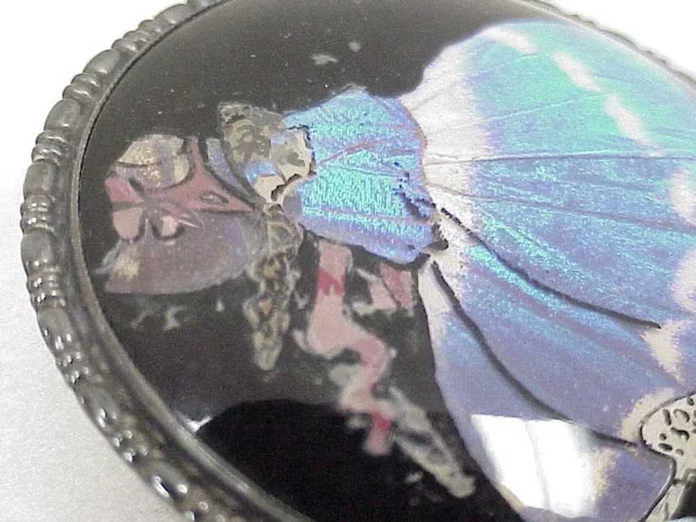 HUGE Morpho Butterfly Wing Brooch / Pendant, Engl… - image 7