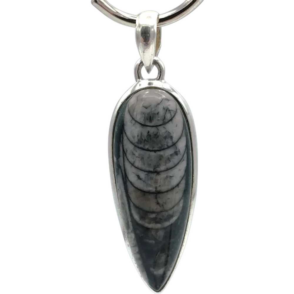 Orthoceras Fossil Pendant - Sterling Silver - image 1