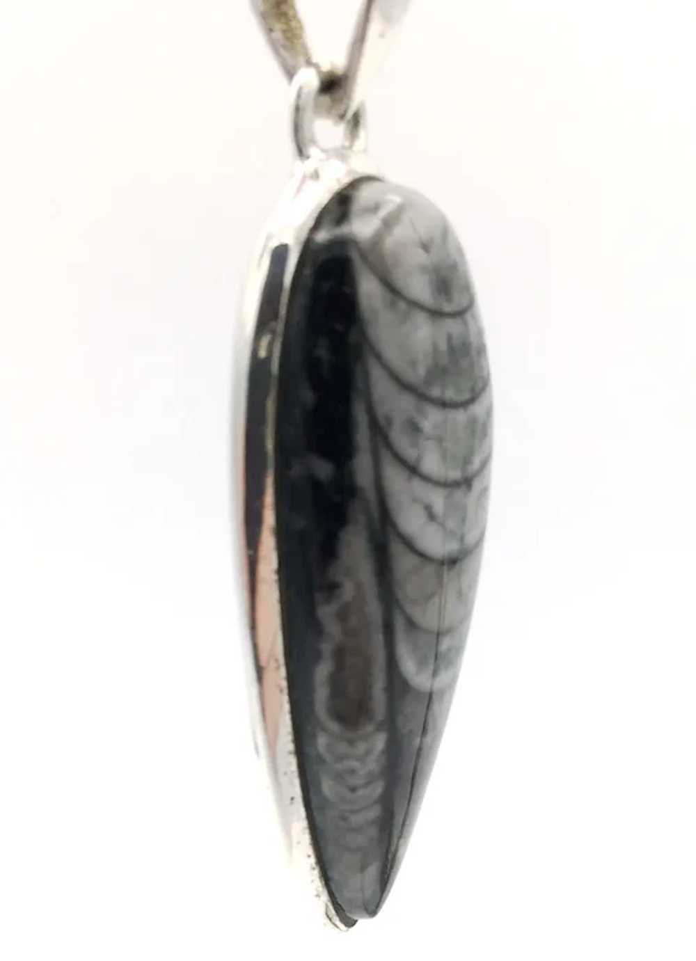 Orthoceras Fossil Pendant - Sterling Silver - image 2