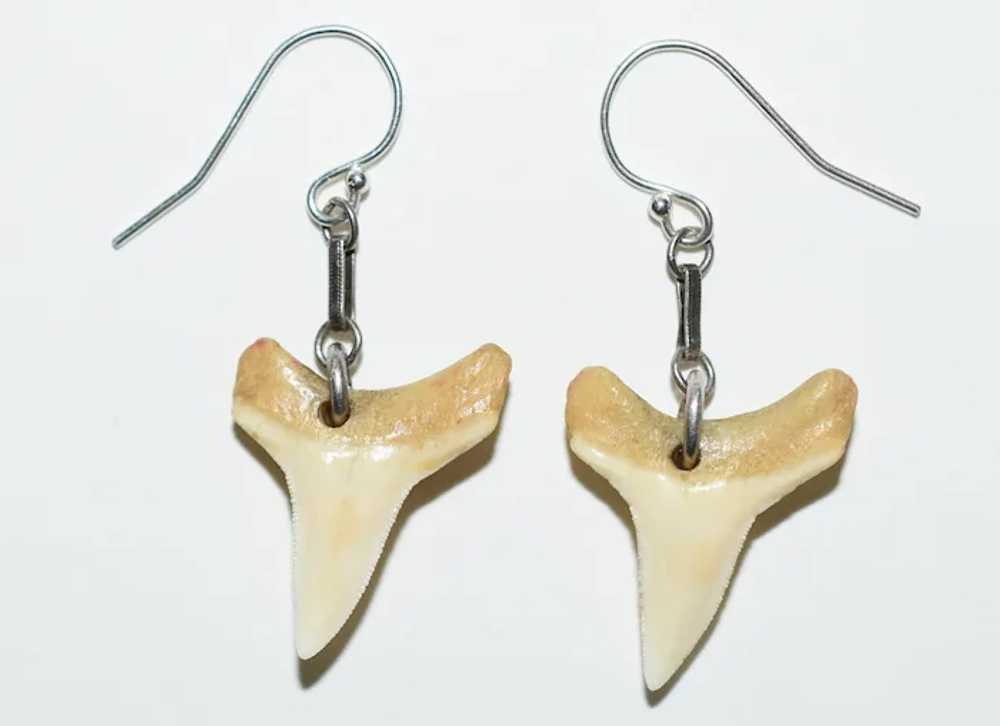 Silver Fossil Shark Tooth Earrings - image 2