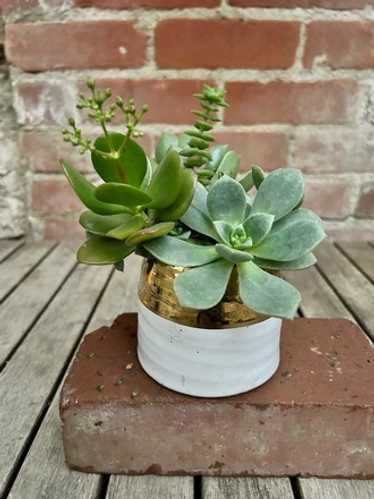 Real Succulents in White & Gold Rim Pot