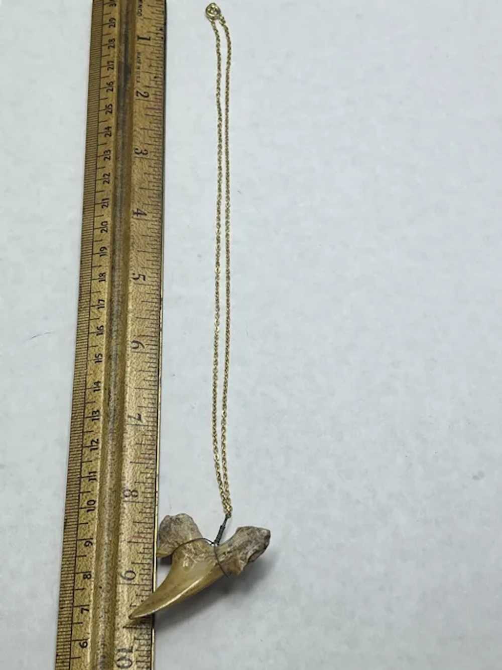 Vintage Shark Tooth Pendant Necklace - image 6