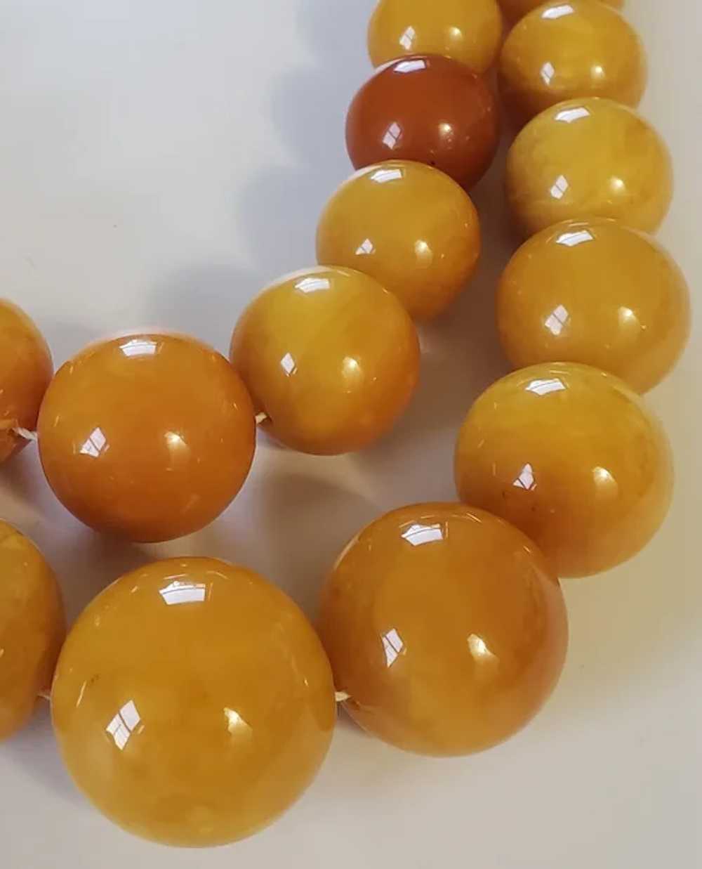 Gorgeous Huge Genuine Baltic Butterscotch Eggyolk… - image 11