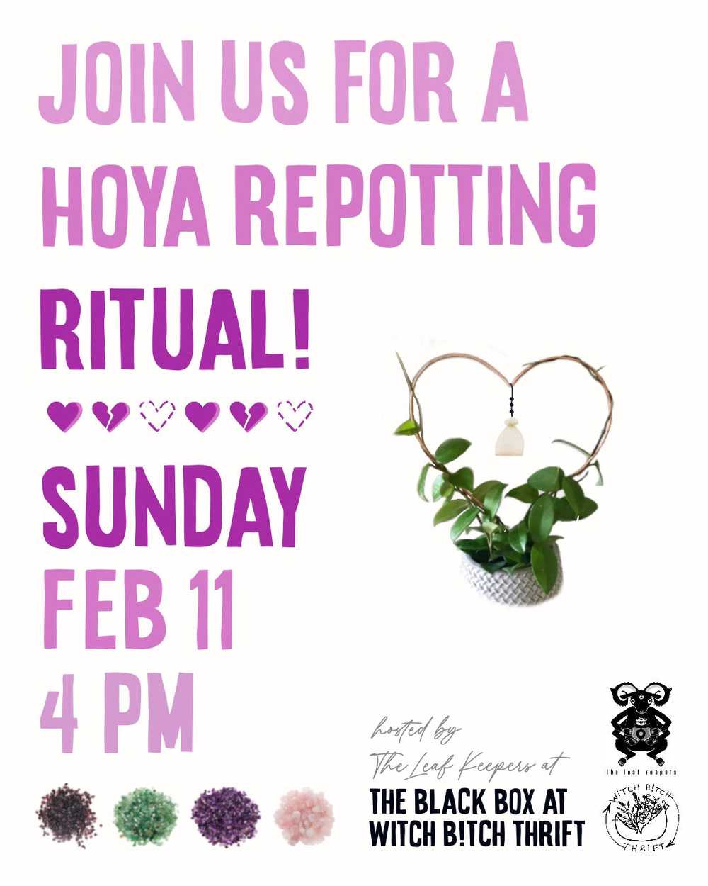 Hoya Repotting Ritual | Sunday, Feb 11th, 2024 - image 1