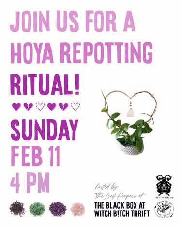 Hoya Repotting Ritual | Sunday, Feb 11th, 2024 - image 1