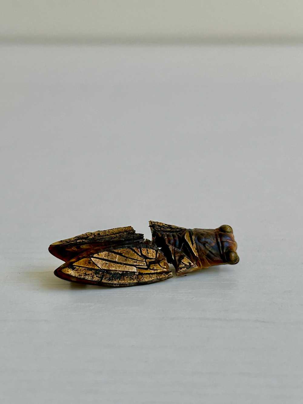 Vintage Resin Cicada Pin 1.75” - image 4